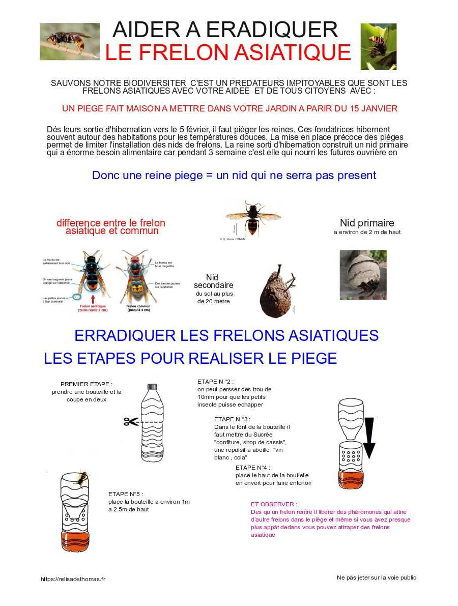 Aider a éradiquer le frelon asiatique